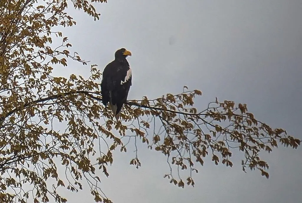 A Steller's sea eagle is shown in this recent handout photo taken through a telescope near Falmouth, N.S. A rare eagle that is a long, long way from home in Nova Scotia has birdwatchers in this part of the world both flummoxed and spellbound. (The Canadian Press/Phil Taylor)