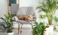 10 Pet-Friendly Houseplants for Your Home