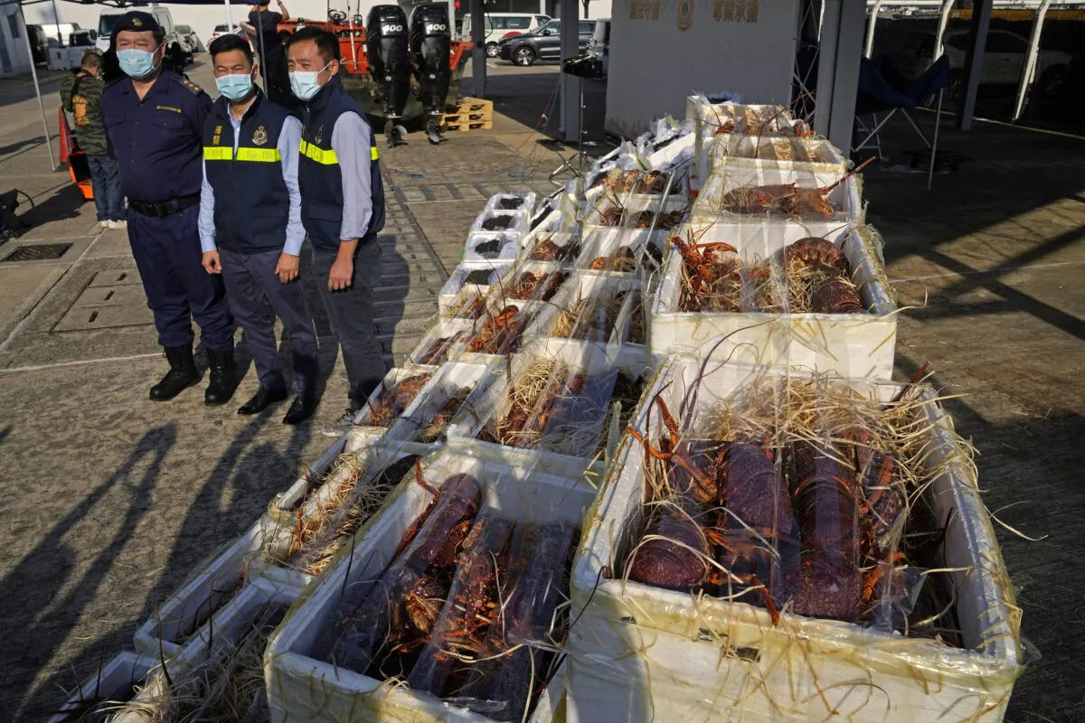 Hong Kong Customs officials pose beside lobsters seized by the Hong Kong Customs during an anti-smuggling operation are displayed at a news conference in Hong Kong on Nov. 16, 2021. (Kin Cheung/AP Photo)
