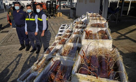 Hong Kong Customs Seize Smuggled Lobsters Amid Australia Ban