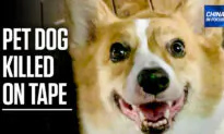 China: Outrage After Health Workers Kill Pet Dog