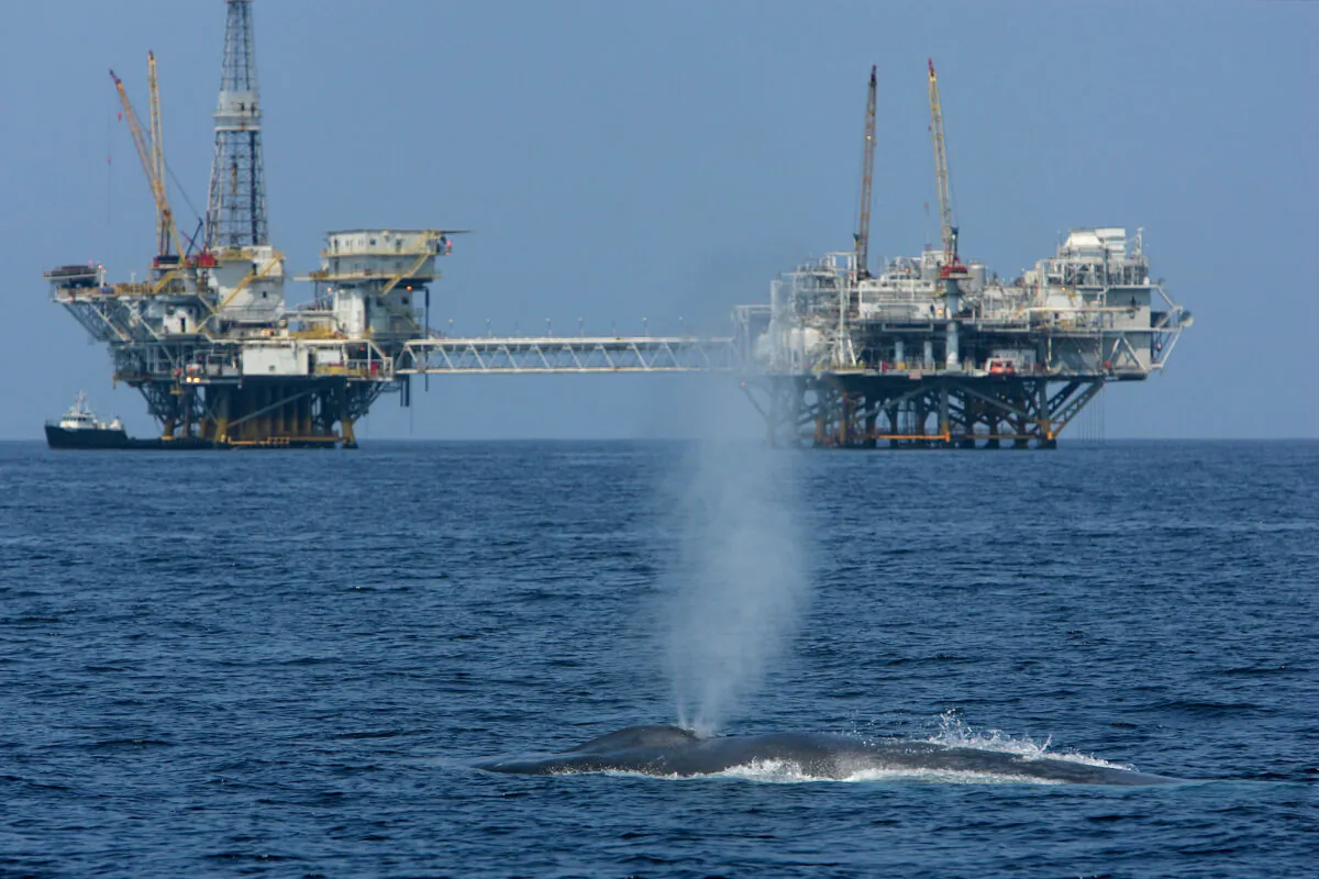 A rare blue whale surfaces 11 miles off Long Beach Harbor in the Catalina Channel, Calif., near offshore oil rigs in an undated image. (David McNew/Getty Images)