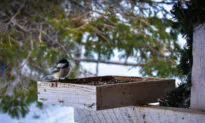 Preparing for Winter Bird Feeding—and Watching