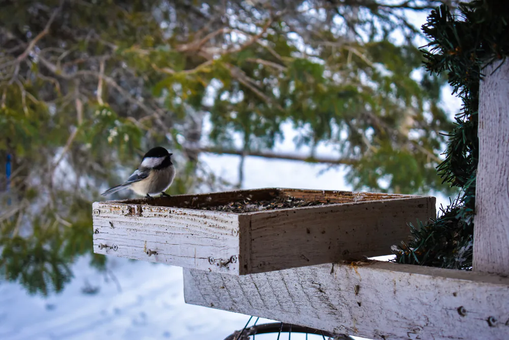 Fall is a good time to wash your bird feeders and to stock up on seed for the winter. (Hendrik Heemskerk/Shutterstock)