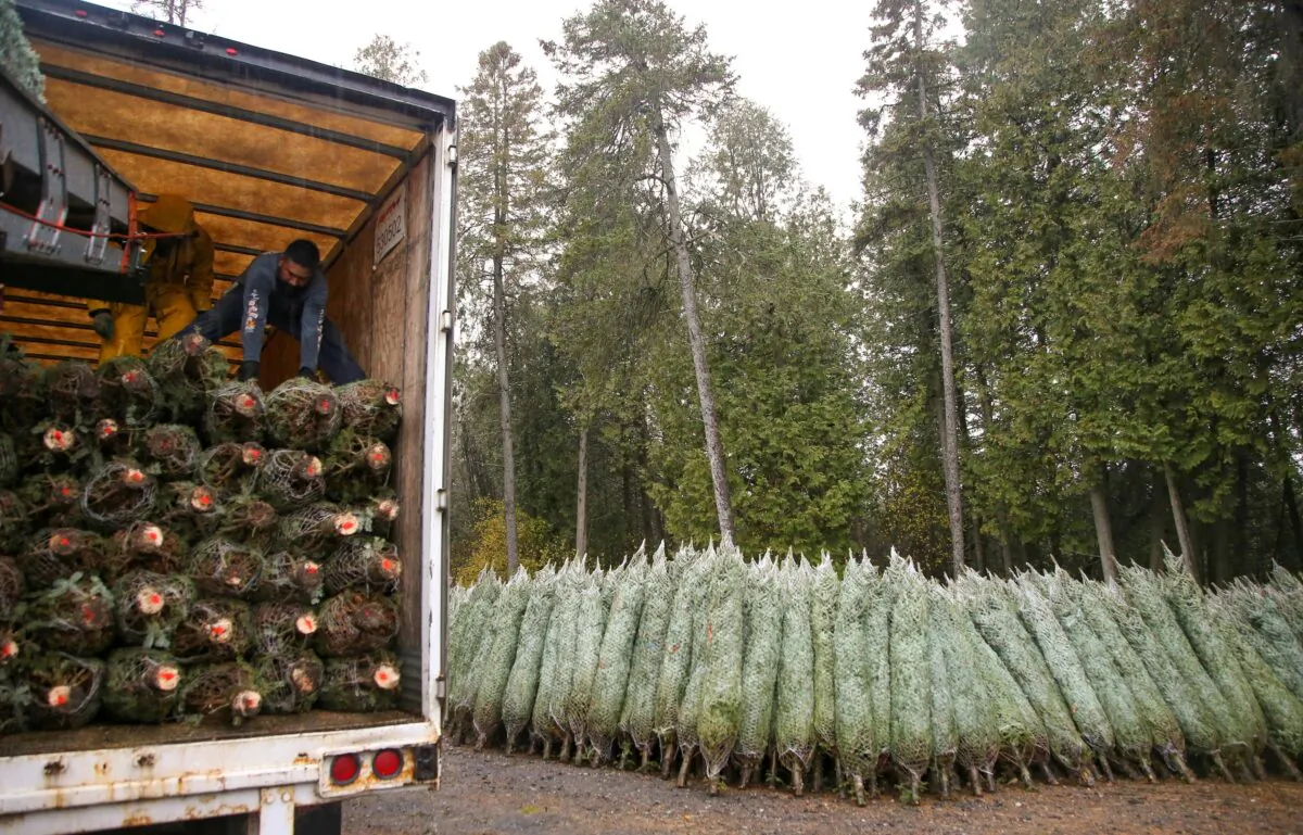 Christmas trees are loaded into a truck for shipping at Downey Tree Farm and Nursery in Hatley, Quebec, Canada, on Nov. 12, 2021. (Christinne Muschi/Reuters)