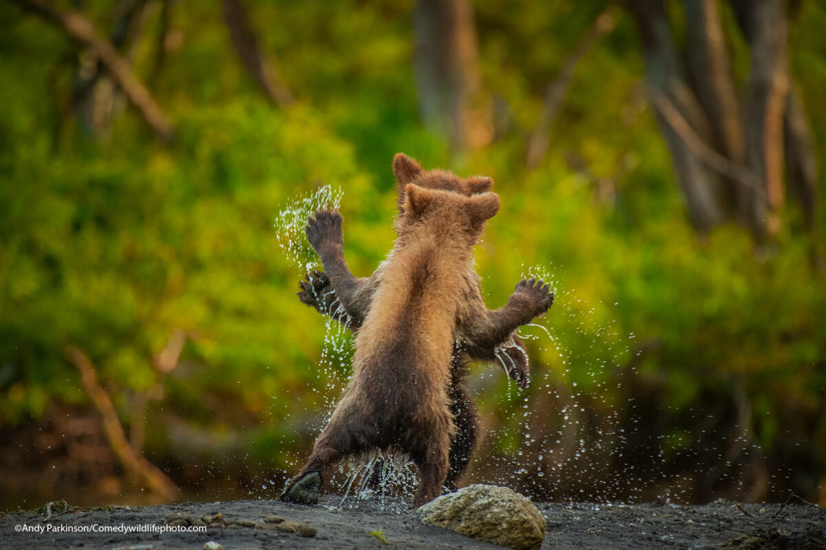 ET-Comedy-Wildlife-Photography-ANDY-PARKINSON_Lets-dance-1200x800.jpg