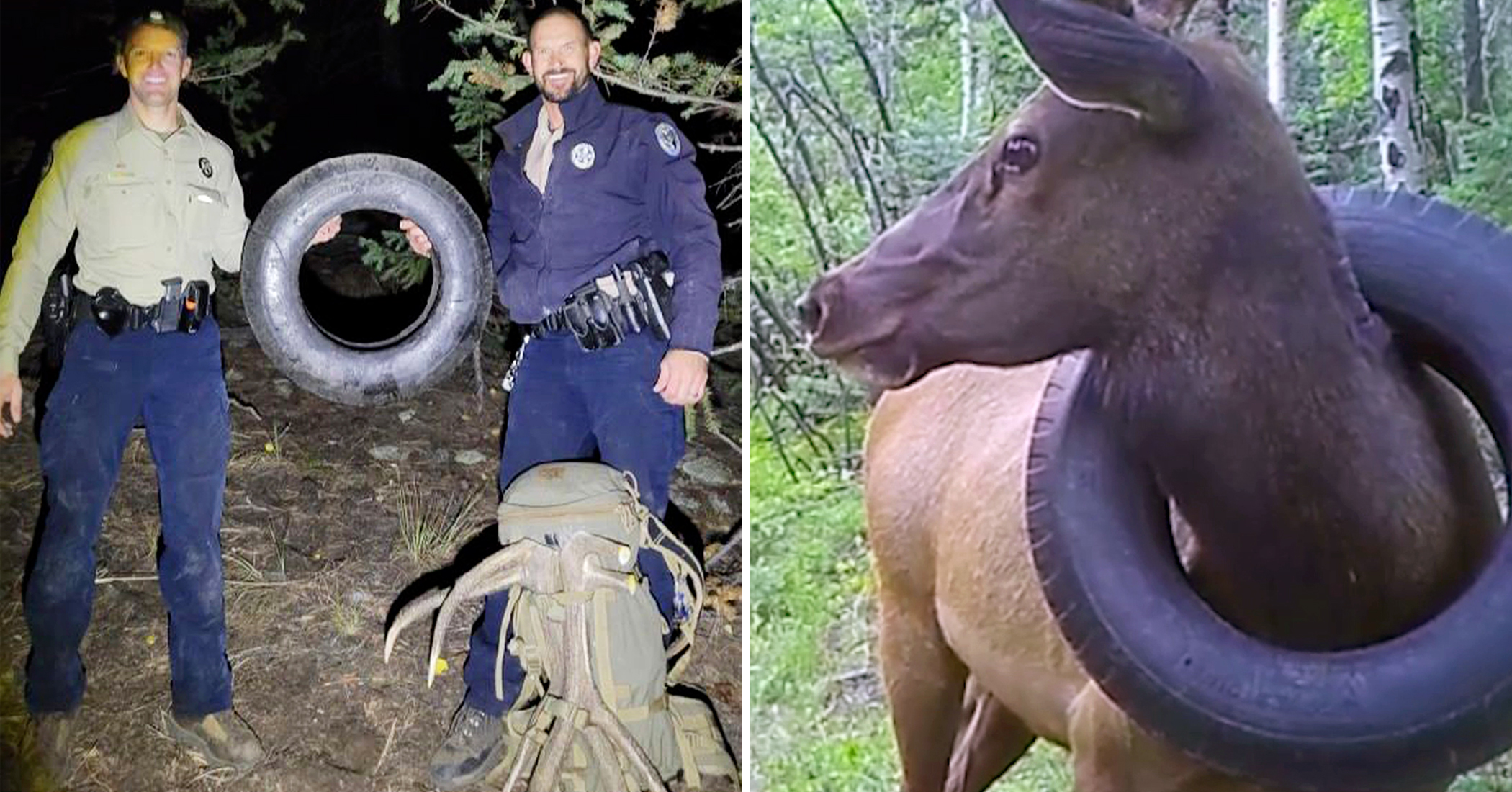 Wildlife Officers Spot Elk With Tire Around Its Neck for 2 Years