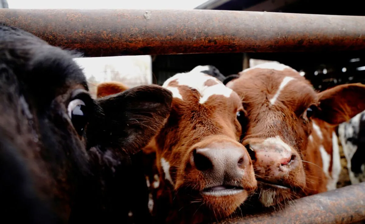 Dairy cows are seen at the Derrydale Farm in Belle Plaine, Minn., on Oct. 24, 2020. (Bing Guan/Reuters)