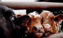 Drug, Feed Ingredient Shortages Hit US Livestock Producers