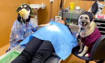 Vet Nurse Who Helps Save Animals’ Lives Wins ‘Dogs at Work’ Contest With Hilarious Photo