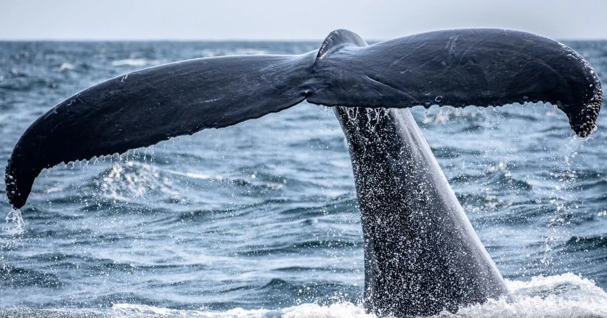 Stock photo of a whale. (Richard Sagredo/Unsplash)