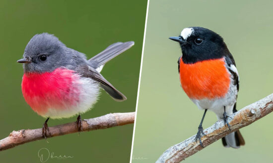 Australian Photographer Snaps Robins Sporting Every Color of the Rainbow Down Under