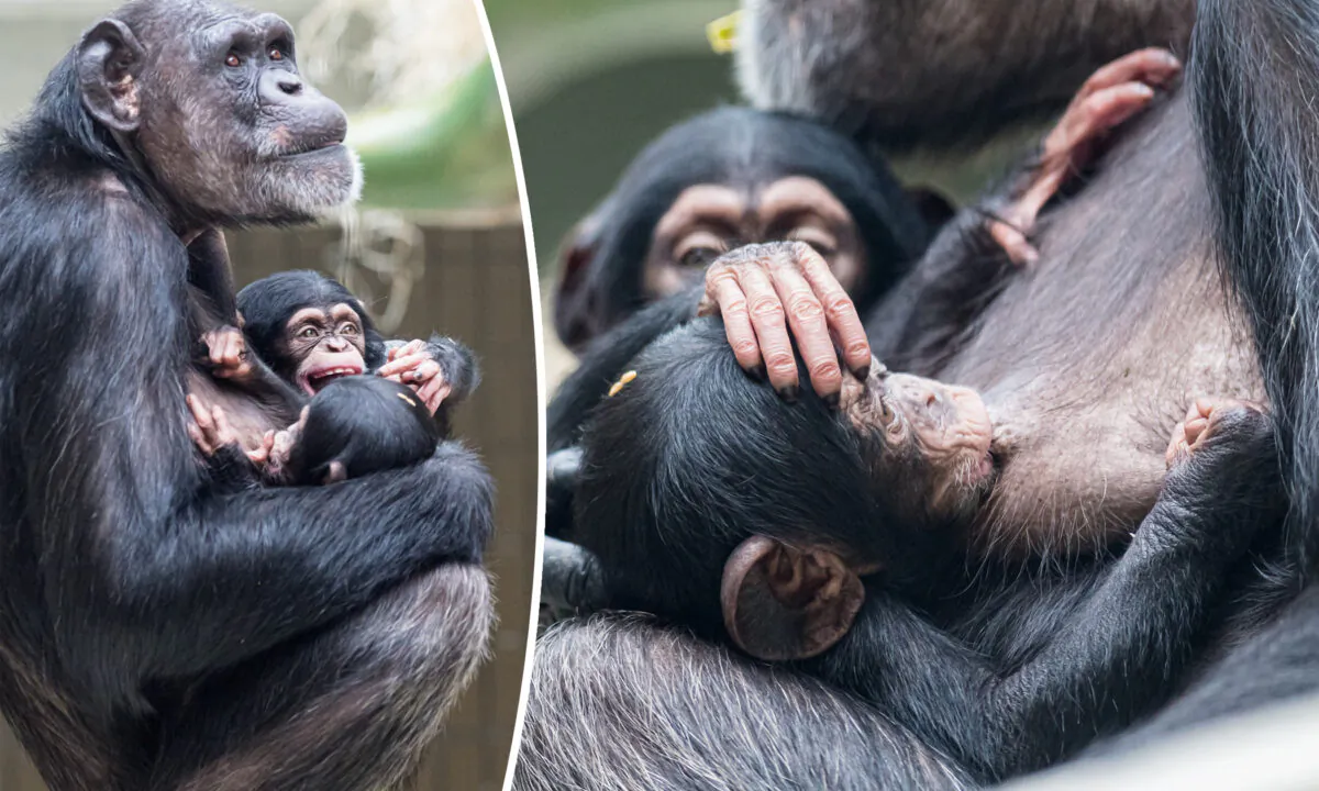 (Courtesy of Zoo Basel)