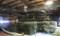 250 Tons of Illegal Marijuana Seized From Cartel Grow Operation in Oregon