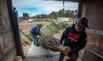 Christmas Tree Growers Warn of Tight Supplies