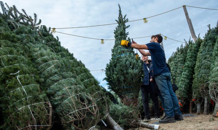 Marko Novcic, 23, helps a couple pick out a Christmas Tree at North Pole Xmass Trees in Nashua, New Hampshire on Nov. 21, 2021. (JOSEPH PREZIOSO/AFP via Getty Images)