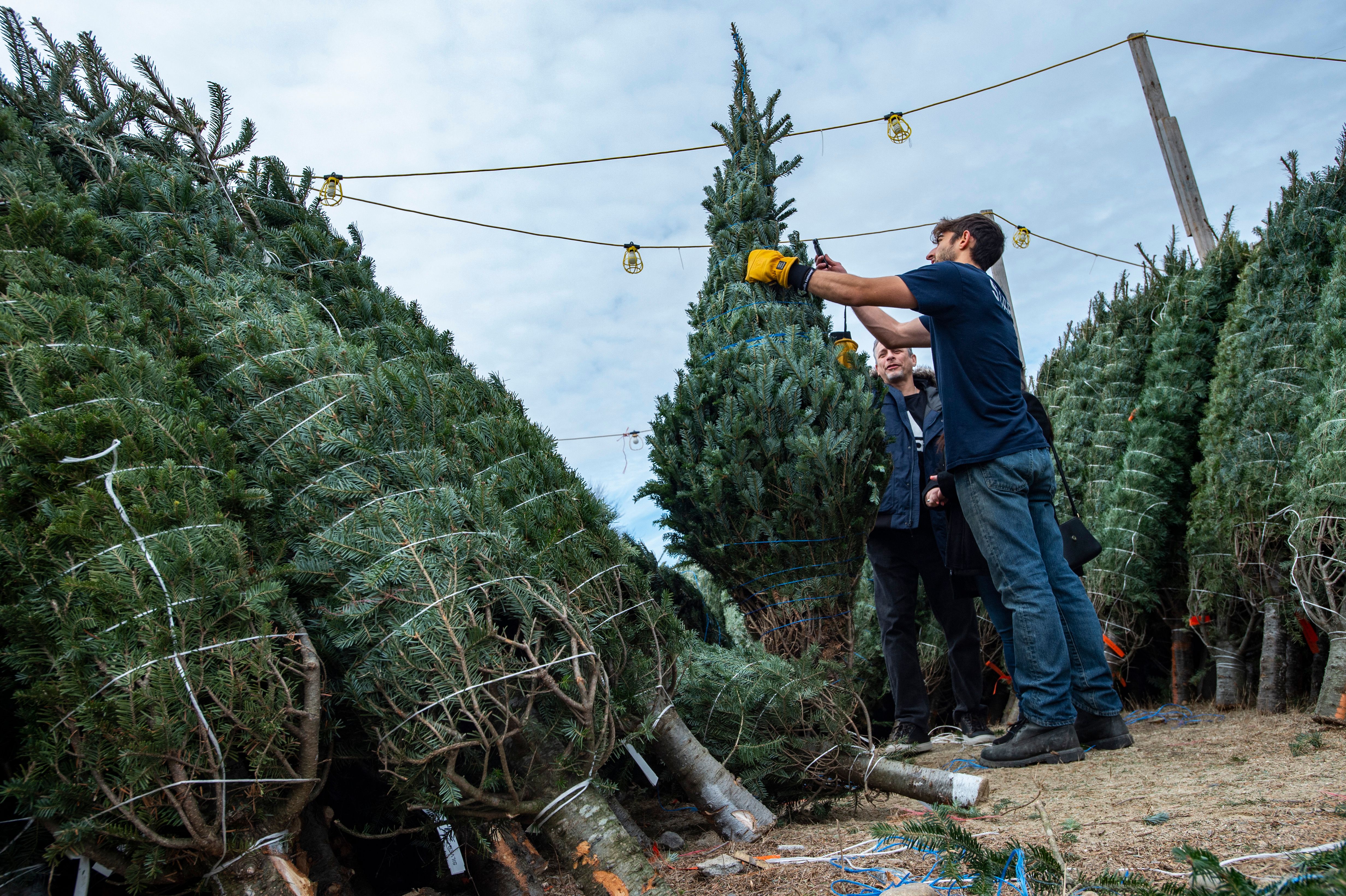 Christmas Trees Will Cost Up To 30 Percent More This Year - Vimarsana News