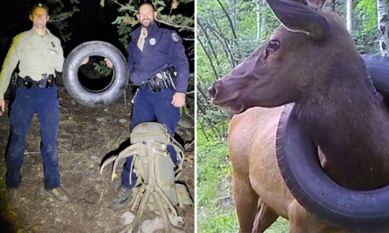 Wildlife Officers Spot Elk With Tire Around Its Neck for 2 Years, Remove Rubber Burden Finally