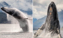 Woman Leaves Corporate Life to Snap Breathtaking Shots of Humpback Whales Breaching in Alaska