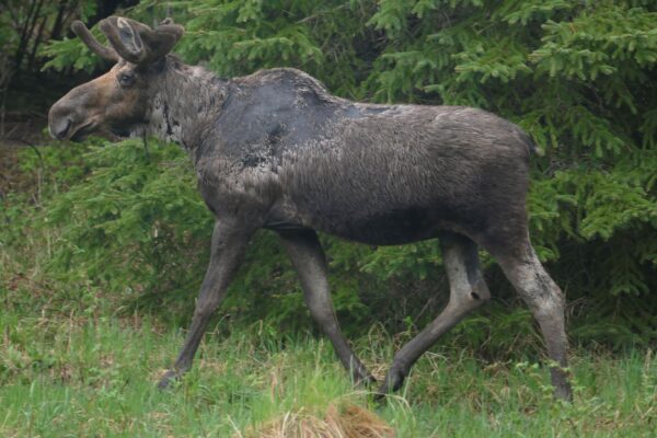 Moose Ticks