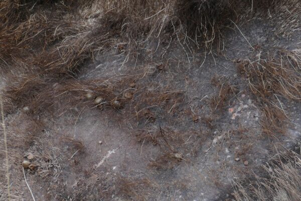 tick infested moose