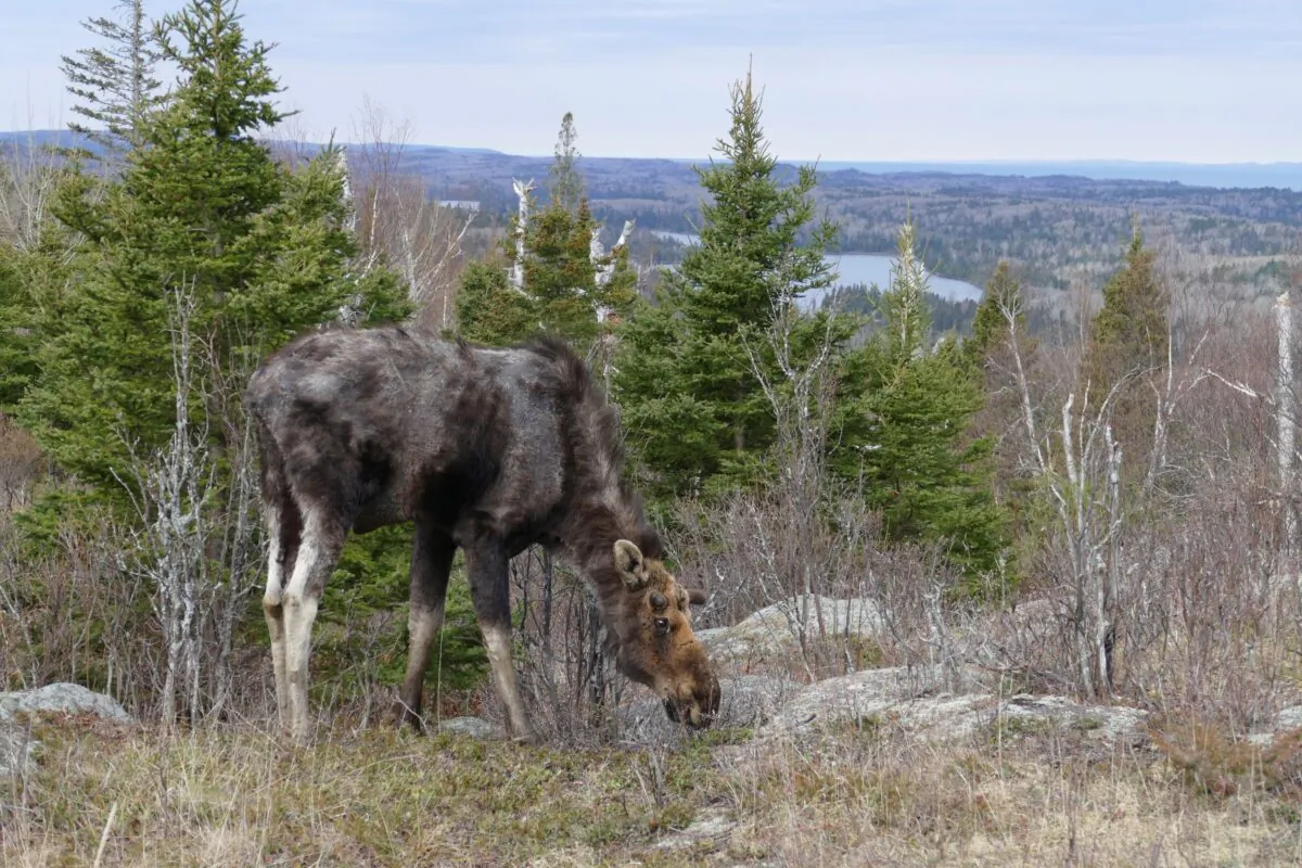 A moose is seen in Isle Royale, Mich., in this file photo. (Sarah Hoy/Michigan Tech University via AP)