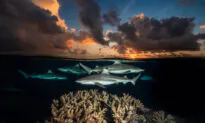 National Geographic Photographer Captures Sublime Shots of 2 Worlds Above and Below the Sea
