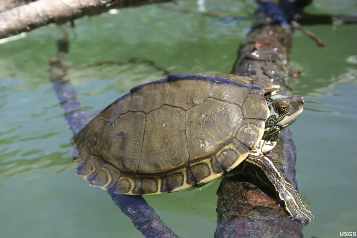 This undated photo shows a Pearl River map turtle. (Cris Hagen/USGS via AP)