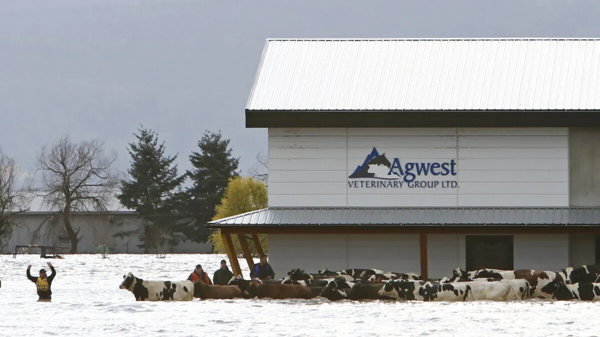 Stranded cattle are seen during a community rescue operation after rainstorms caused flooding and landslides, in Abbotsford, B.C., on Nov. 16, 2021. (Reuters/Jesse Winter)