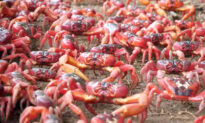 Tens of Millions of Red Crabs Form Scarlet Sea as They Migrate Across Christmas Island to Spawn in Ocean
