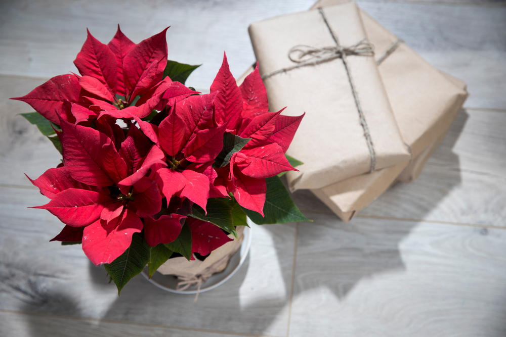 Poinsettias are not one-size-fits-all plants anymore. (Elena Rostunova/Shutterstock)