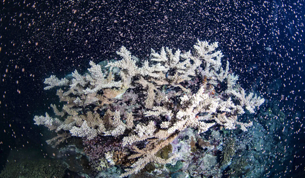 Corals fertilize billions of offspring by casting sperm and eggs into the Pacific Ocean off the Queensland state coastal city of Cairns, Australia, on Nov. 23, 2021. (Gabriel Guzman/Calypso Productions via AP)