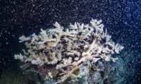Australia’s Barrier Reef Erupts in Color as Corals Spawn