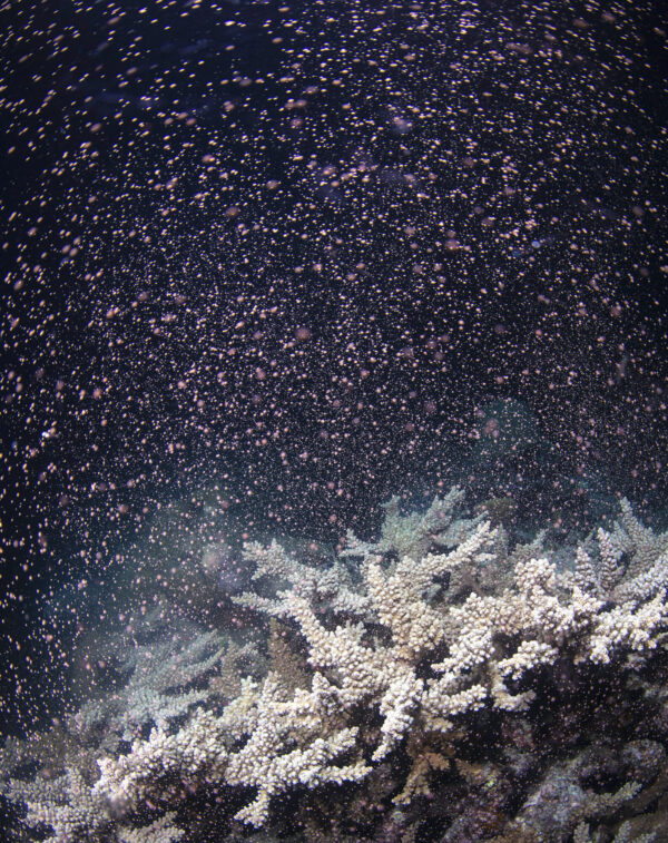Australia Barrier Reef