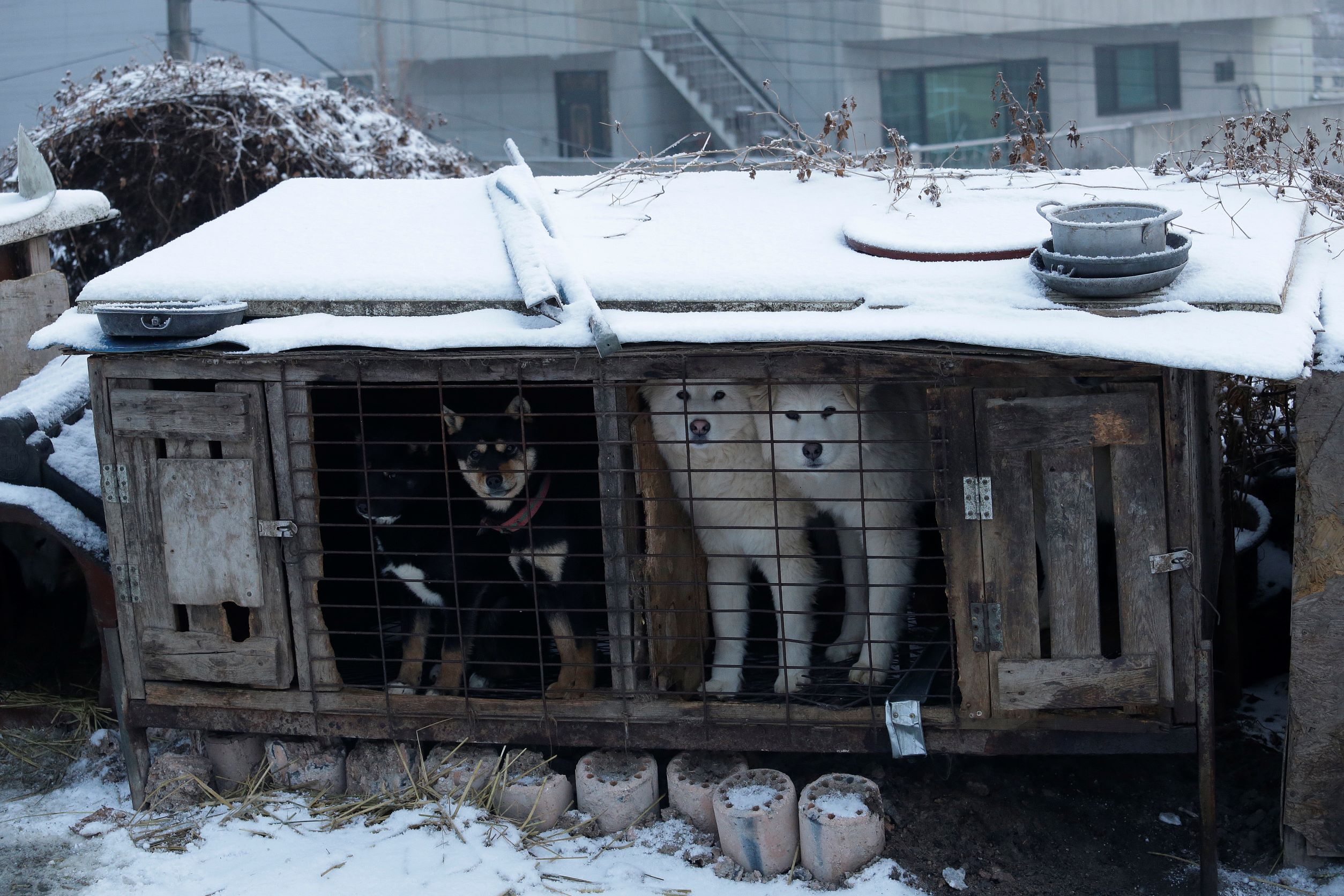 South Korea to Launch Task Force on Banning Dog Meat - Vimarsana News