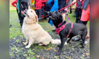 Elderly Man Walking 2 Dogs Suffers Seizure—Then Black Lab Rushes to Bring Hiker to Save His Life