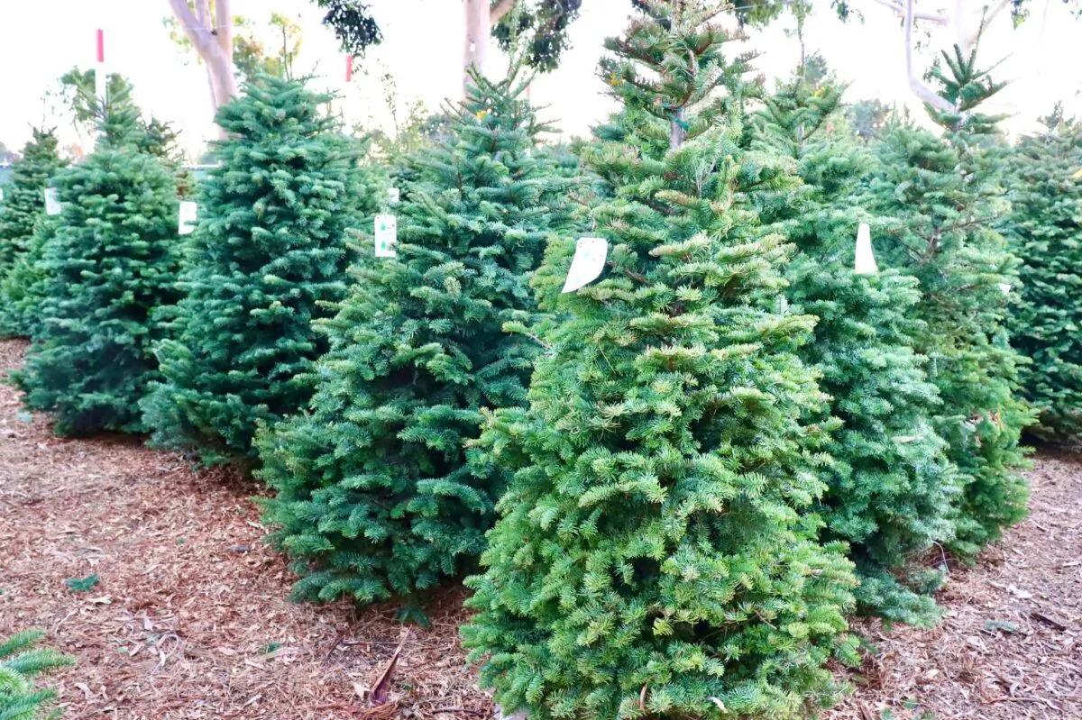 Noonan’s Christmas Trees, a Christmas tree seller in Costa Mesa, Calif., is experiencing a tree shortage in November 2021. (Courtesy of Noonan’s Christmas Trees)