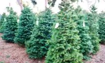 Orange County Christmas Tree Farms Face Short Supply