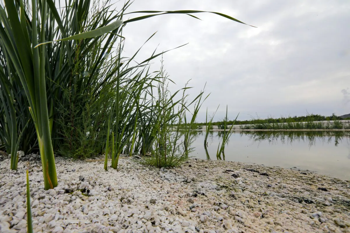 Grasses and cattails are sprouting up on exposed lake bed in the Salton Sea, Calif., on Sept. 9, 2019. (Irfan Khan/Los Angeles Times/TNS)