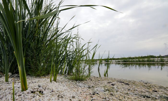 Grasses and cattails are sprouting up on exposed lake bed in the Salton Sea, Calif., on Sept. 9, 2019. (Irfan Khan/Los Angeles Times/TNS)