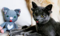 Cat Born With 4 Ears Due to Genetic Mutation Gets Adopted by Woman in Turkey