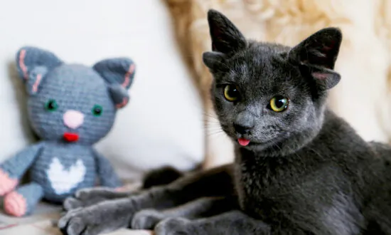 Cat Born With 4 Ears Due to Genetic Mutation Gets Adopted by Woman in Turkey