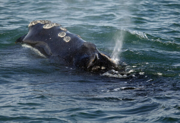 A North Atlantic right whale