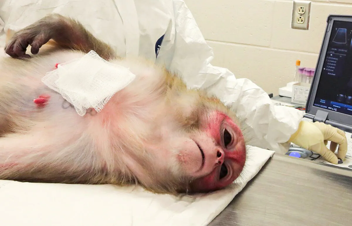 Rhesus Macaque monkey in a research facility. (Scott Olson/Getty Images)