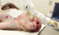 Island of Rhesus Monkeys in South Carolina Exposed as NIAID’s Source for ‘Excruciating Experiments’