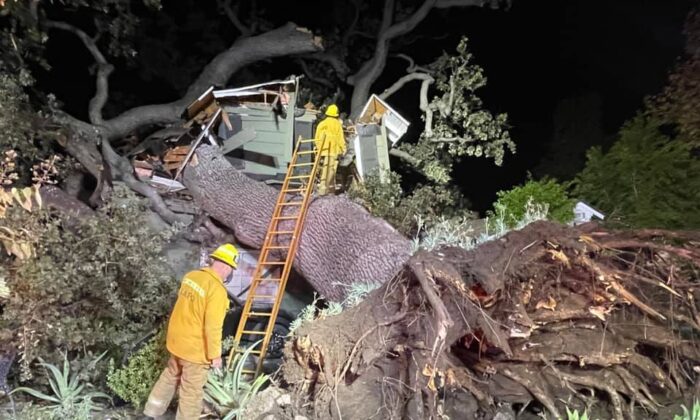 A man was killed when a large tree fell onto a two-story house in Encino, Calif., on Nov. 28, 2021. (Courtesy of Rick McClure and The Los Angeles Fire Department)
