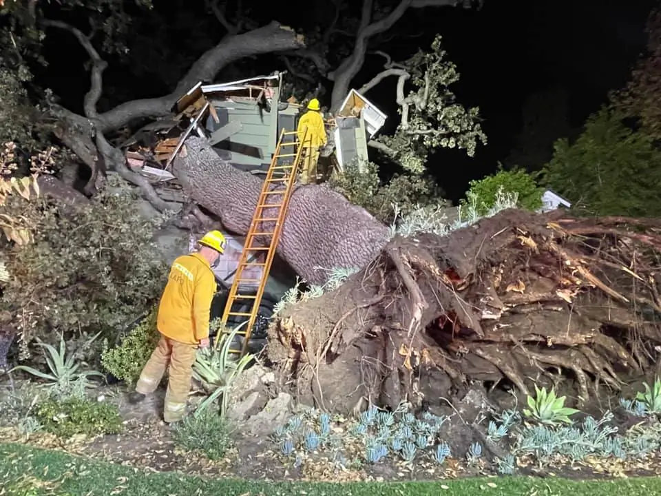 A man was killed when a large tree fell onto a two-story house in Encino, Calif., on Nov. 28, 2021. (Courtesy of Rick McClure and The Los Angeles Fire Department)