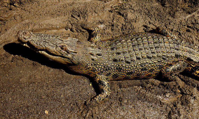 An estuarine crocodile better known as the saltwater or saltie, lies in the sun on the banks of the Adelaide river near Darwin in Australia's Northern Territory on Sept. 2, 2008.  Greg Wood/AFP via Getty Images)