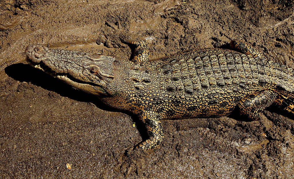 An estuarine crocodile better known as the saltwater or saltie, lies in the sun on the banks of the Adelaide river near Darwin in Australia's Northern Territory on September 2, 2008. GREG WOOD/AFP via Getty Images)