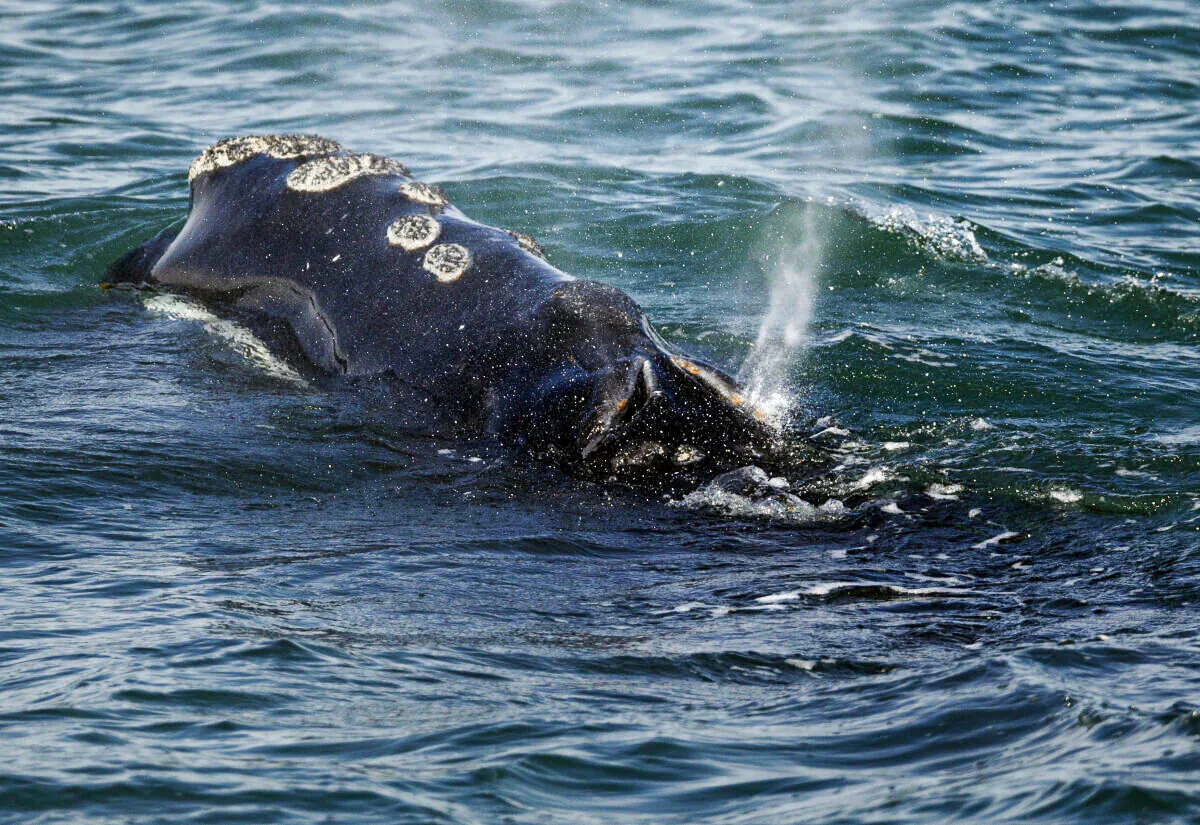 A North Atlantic right whale feeds on the surface of Cape Cod bay off the coast of Plymouth, Mass., on March 28, 2018. (Michael Dwyer/AP Photo)